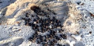 Yunan di turtuga rumbo pa laman