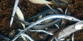 Hopi piská morto na Sorobon