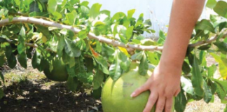 Kalbas gigantesko na palu chikitu