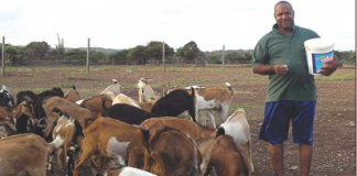 Kunuku di Mamai Rosa (5)