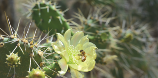 Parti bunita di nos naturalesa..