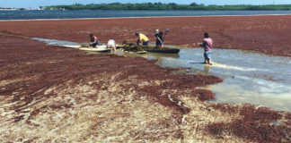 Preokupashon pa ‘sargassum’
