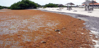 Yerba ta invadí kosta