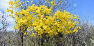 Palunan di kibrahacha dòrná ku flor