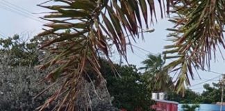 Mester aktua ku man duru