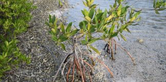 Palunan di mangel ta rekuperando na Saliña