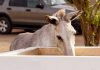 Rincon ta dushi
