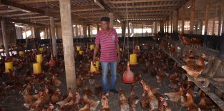 Punta Blanku Chickenfarm a modernisá kompletu
