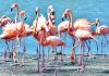 Flamingo ta keda fasiná