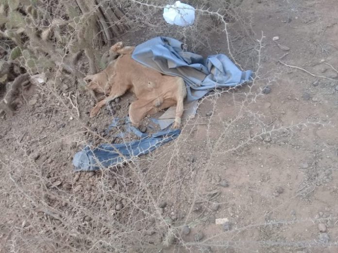 Kachó morto den porta di kunuku