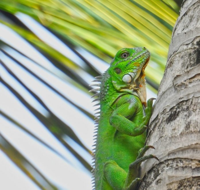 yuana Caribbean Travel Roundup