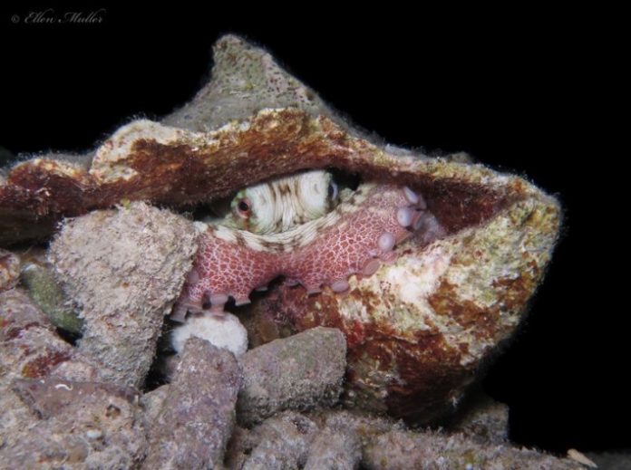 Sekat bibando den kaska di karkó