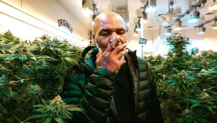 Mike Tyson den su plantashon di marihana, cannabis, na California, EU.