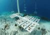 Reef Renewal ta kultivá tres sorto di koral di selebro