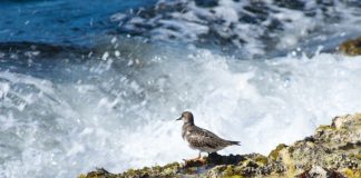 Carel de Haseth a bishitá Playa Kanoa