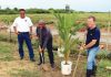 LVV a planta sinkuenta palu di koko