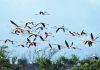 Flamingo den saliña di Lagun
