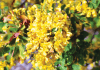 Palunan di brasia tur na flor