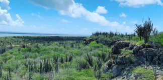 Plantashi Bolivia (1): E base