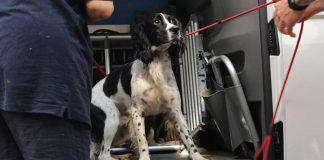 Atrobe kachónan deskuidá deskubrí