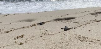 Yunan di Mateo a sali