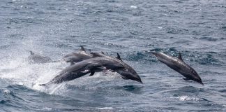 Yarari e parke di naturalesa di mas nobo den Karibe