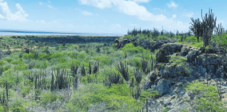 Plantashi Bolivia (5): No echo, sino palabra