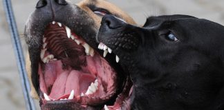 Minister ta konsiderá prohibishon kachó agresivo