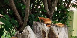 Bunita padestul den naturalesa