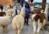 Richard i Anne Marie Pietersz gosando di fakansi