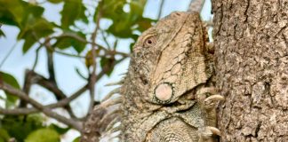 Kuater sorto di bestia nobo riba lista protehá Yuana definitivamente protehá awor