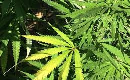 Artíkulo ‘Bende mariwana no ta kastigabel’ a sòru pa basta konmoshon