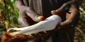 Zimbabwe tambe ta bati alarma debí na sekura