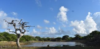 Riba proposishon di Frakshon MPB: Nolly Oleana presidente di mesa di klima na Boneiru