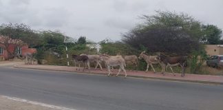 Mas buriku riba kaya