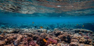 Zonido di un ref sano por yuda koralnan dañá rekuperá