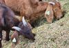 Maneho di agrikultura i peska ta inisiรก Proyekto pa produsรญ yerba fresku di kalidat