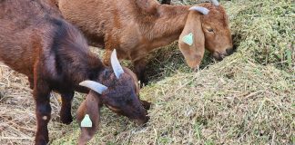 Maneho di agrikultura i peska ta inisiá Proyekto pa produsí yerba fresku di kalidat