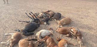 Kachó ta terorisá Masakre di karné