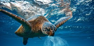 Buki bilingual nobo di siensia ta mehorá edukashon marino na skol