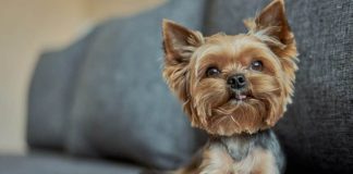 Ta posibel desifrá i interpretá ladrá di kachó