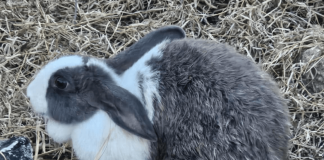 Konènchi moviendo den Kaya Gresia