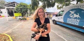 Dierenbescherming Curaçao ta bai restrukturá i a buska boluntario