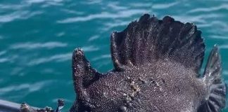 Piská diabel ta hala atenshon