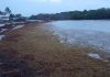 Kantidat grandi di sargassum ta sigui yega kosta