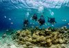 Boneiru a proba di ta un paraiso di buseo di klase mundial
