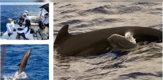 Reserva marino di bayena i dòlfein