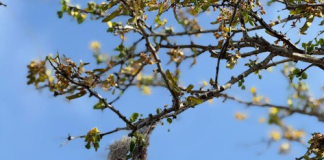 CHANTIWAWA RIBA RÒNDU — Bolivia – Bunitesa di Waikano