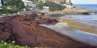 Yegada pisá di sargassum antisipá