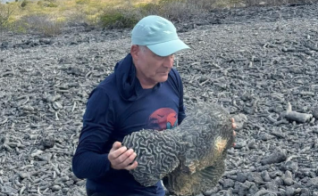 Piedra ku ta keda drif